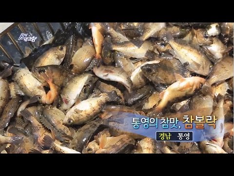 통영의 참맛, 참볼락